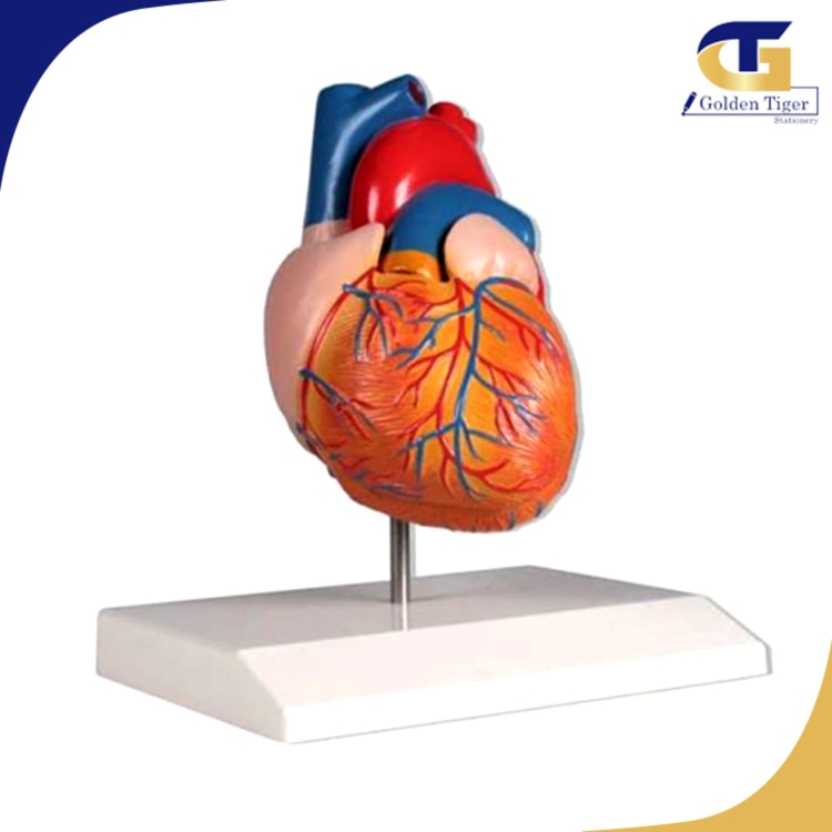 Teaching Aids Heart Anatomical Model