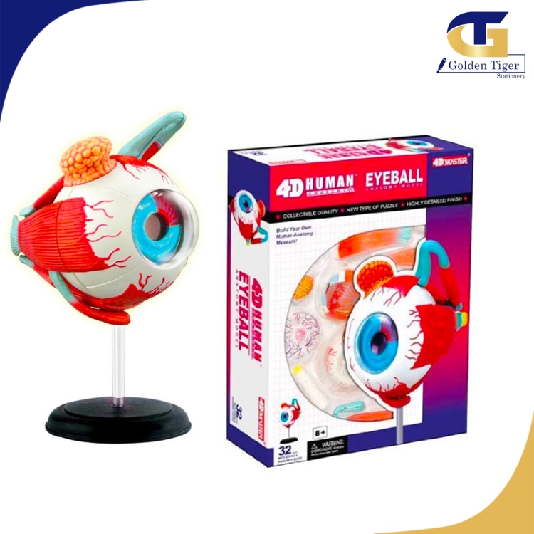 Teaching Aids 4D Vision Eyeball