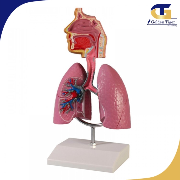 Teaching Aids Respiratory System